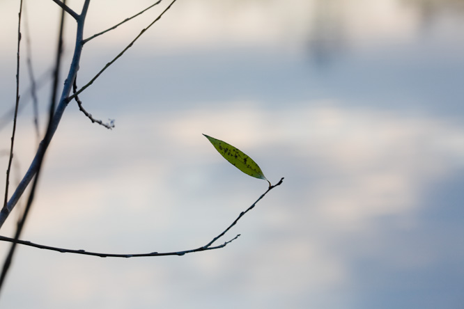 Fotografie aus der Serie »Local Nature Reserves«
