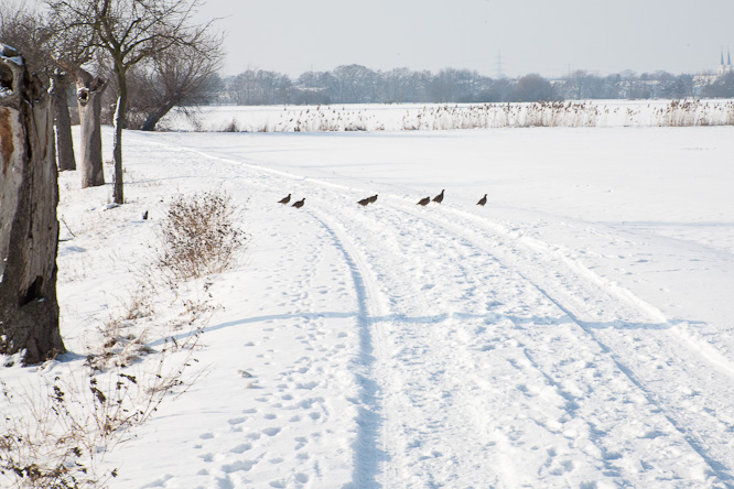 Fotografie aus der Serie »Local Nature Reserves«