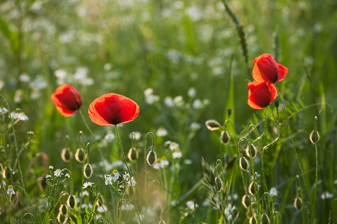 Fotografie aus der Serie »Local Impressions«