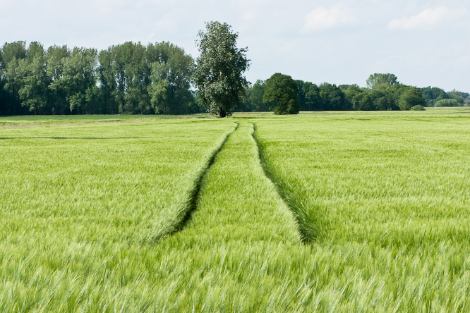 Fotografie aus der Serie »Local Impressions«