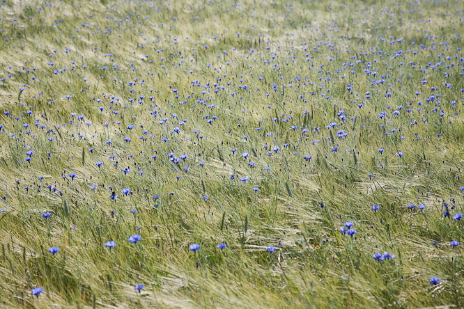 Fotografie aus der Serie »Local Impressions«