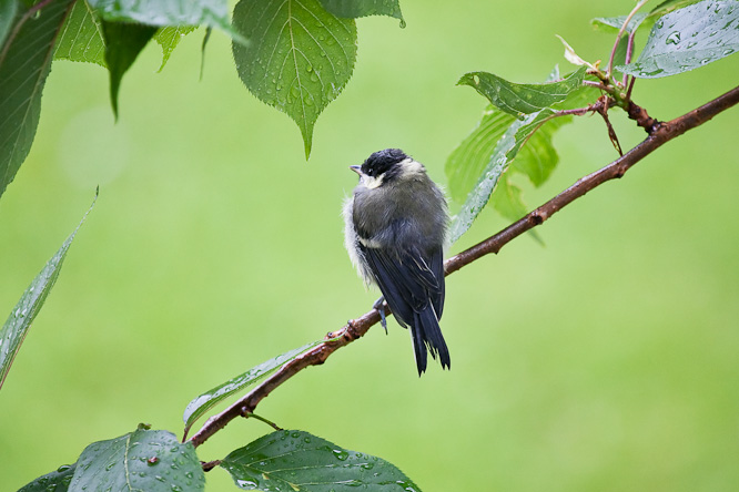 Fotografie aus der Serie »Birds«
