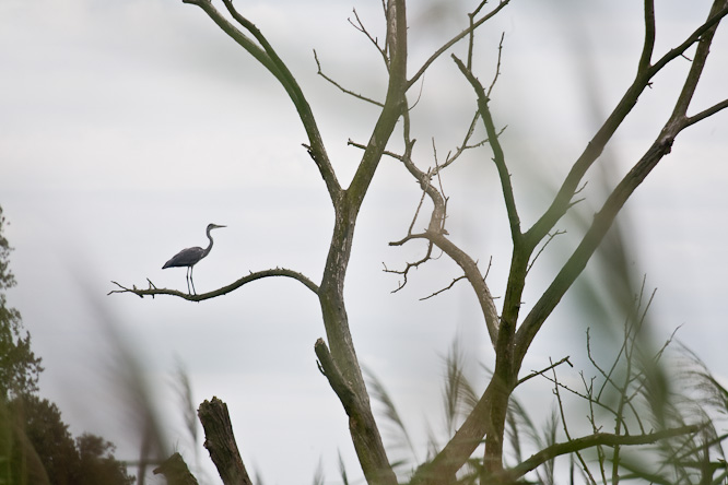 Fotografie aus der Serie »Birds«