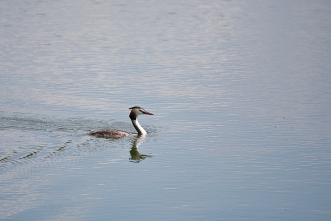 Fotografie aus der Serie »Birds«